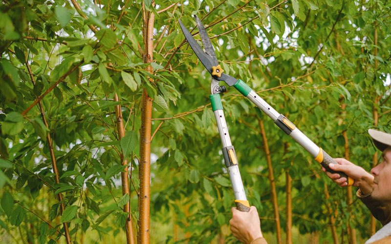 Tree trimming in Menomonee Falls, WI
